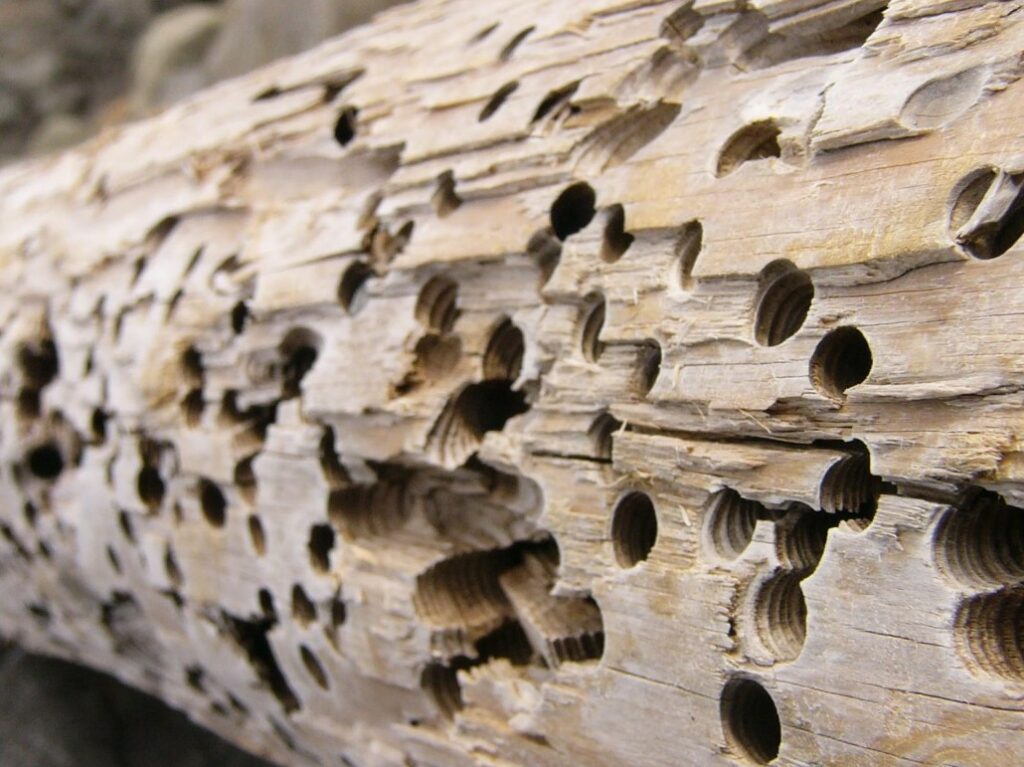 carcomas madera